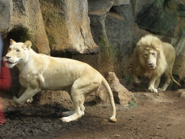 Тенерифе Белые львы