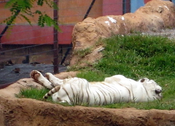 Тенерифе Белый тигр