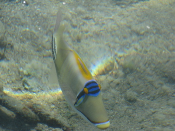 Один из множесьва обитаталей рифов